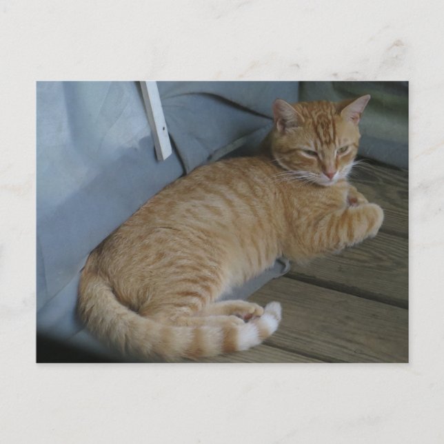 Avslaxande katt vykort (Framsida)