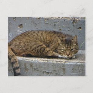 Avslaxande katt vykort