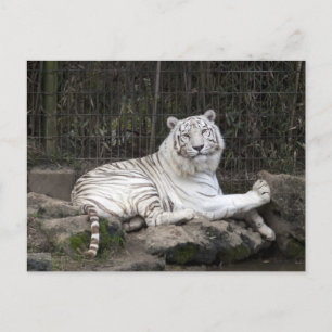 Avslaxning av bengal vit tigerfoto vykort