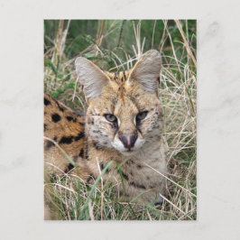 Avslaxning av serval av katt i gräs vykort