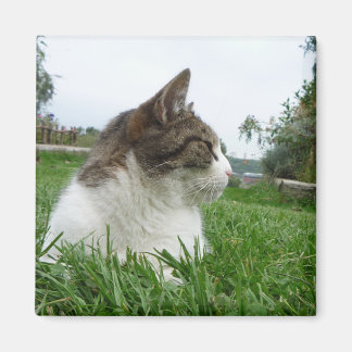 Avslaxning av tabby katt i gräs magnet