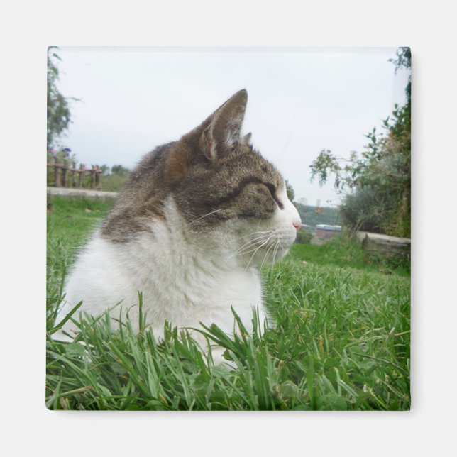 Avslaxning av tabby katt i gräs magnet (Framsidan)