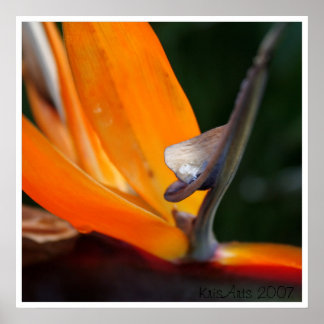 Avsluta paradisering poster