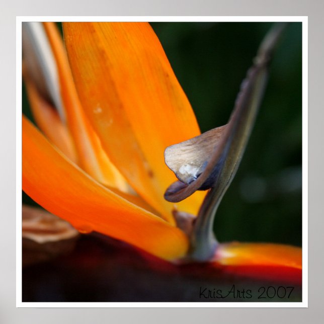 Avsluta paradisering poster (Framsidan)