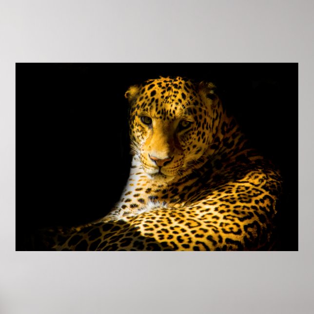 AVSLUTNINGSFOTO FÖR LEOPARD POSTER (Framsidan)