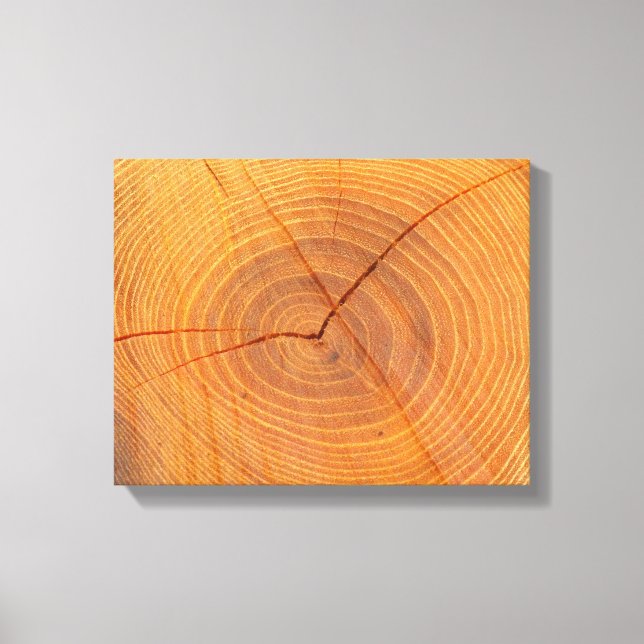 Avsnittet Acacia Träd Kor Kanvastryck (Framsida)