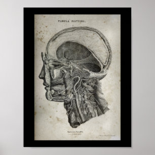 Avsnittet Kor i humant Skull Nerves Anatomy Skriv  Poster