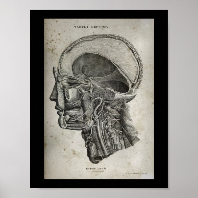 Avsnittet Kor i humant Skull Nerves Anatomy Skriv  Poster (Framsidan)