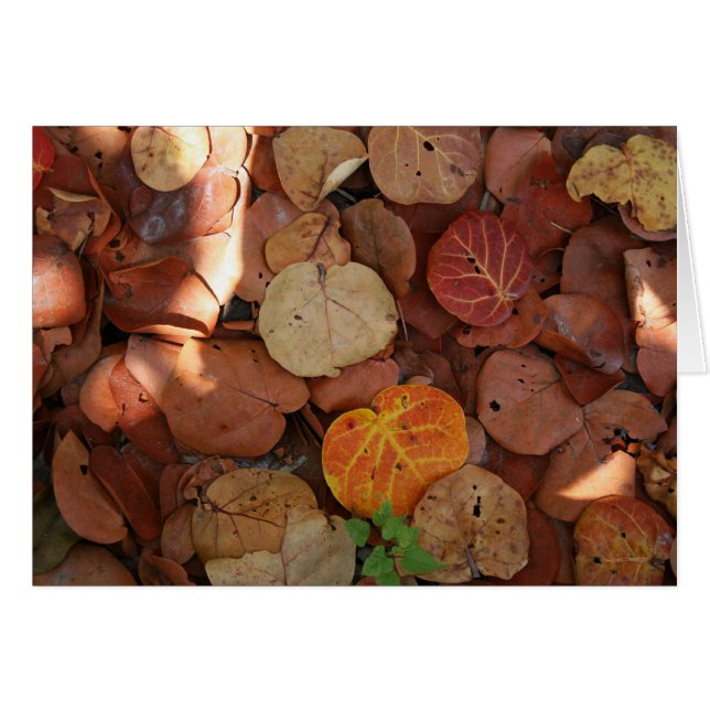 Avsnittets livslängd hälsningskort (Framsidan Horizontal)