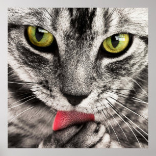 Avstämmande tabb efter kattdjur-katt slickande tas poster