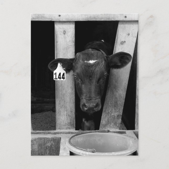 Avvanda Vykort (Framsida)