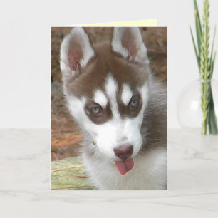 AW-Siberian husky-födelsedagskort Kort