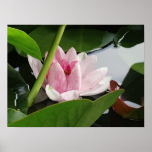 Awaking Photography Poster