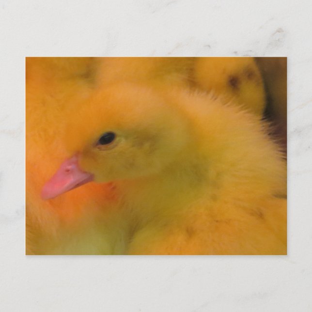 Awakzed Duckling Vykort (Framsida)