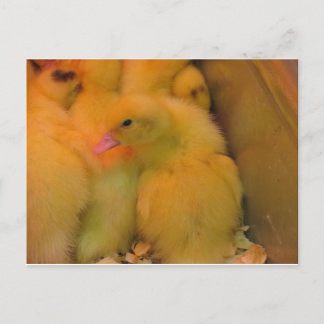 Awakzed Duckling Vykort (Framsida)