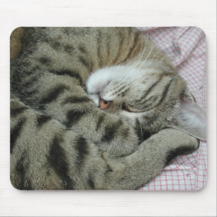 Awkward Cat Sleing Position Musmatta