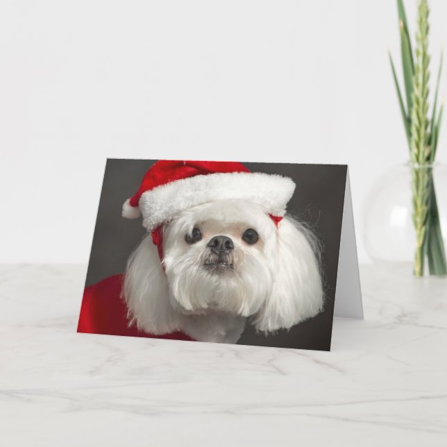 Awkward Santa hund Helgkort (Framsida)