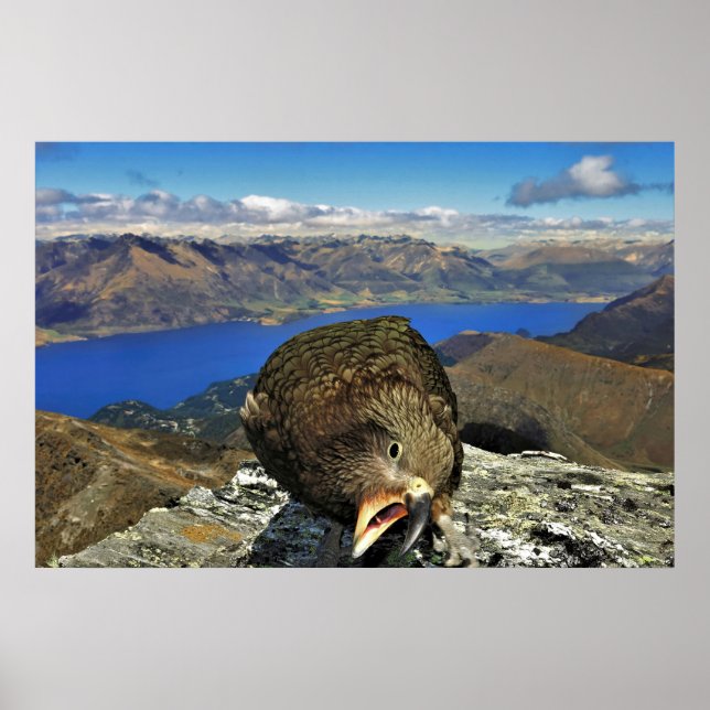 Awnery Kea Poster (Framsidan)