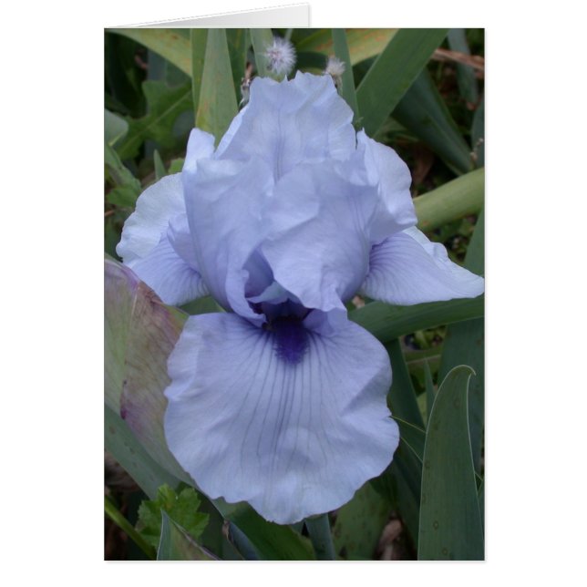 Awsome Blue Iris Card Hälsningskort (Framsidan)