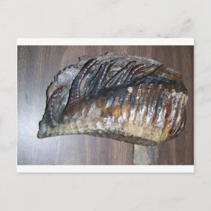 awsome Mammoth-tand Vykort