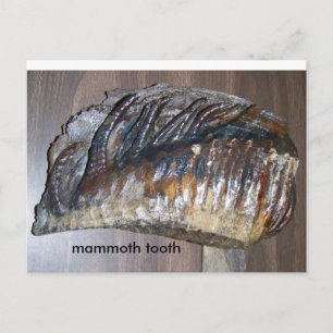 awsome tand, mammotand vykort