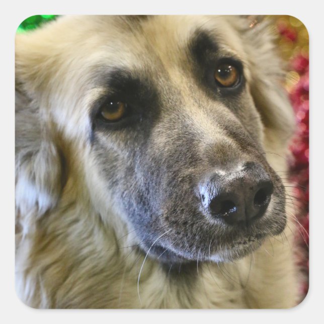 Aww Fyrkantigt Klistermärke (Framsida)