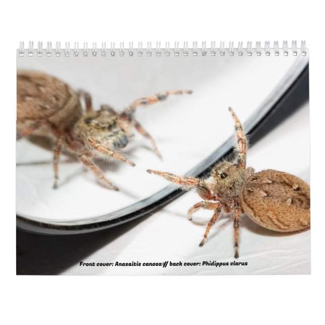 Awwsomest Jumping Spiders Kalender (Baksida)