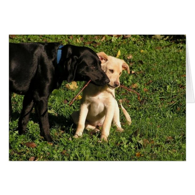 Awww… måste jag att dela? OBS kort (Framsidan Horizontal)