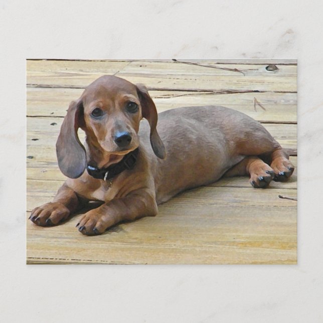 AX-Cute Dachshund-vykort Vykort (Framsida)