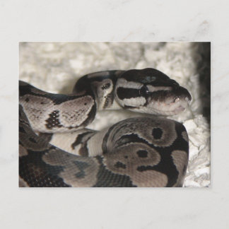 Axanthic Boll Python PostCard Vykort