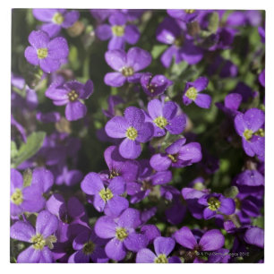 "Axcent lila" (hybrid- Aubrieta) Kakelplatta