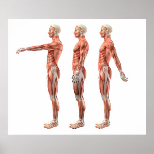 Axelböjning, förlängning och hyperförlängning poster