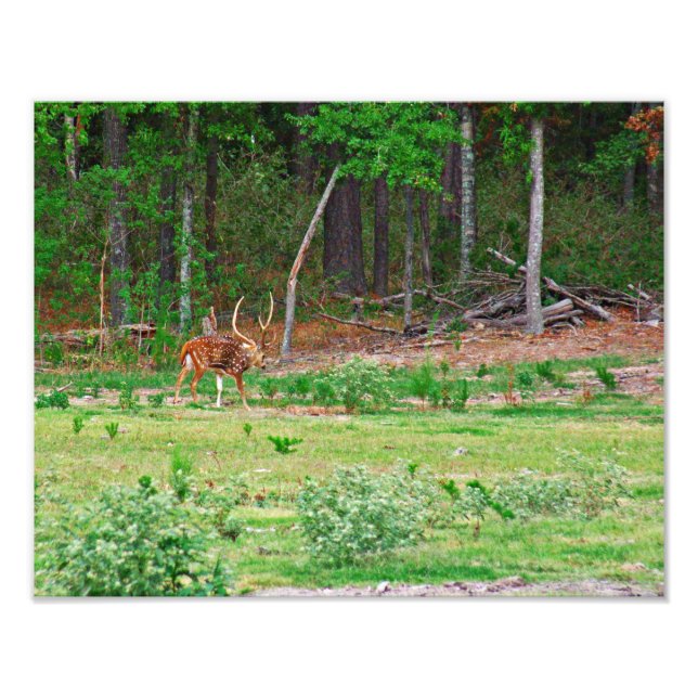 Axis Hjort Photo Fototryck (Framsidan)