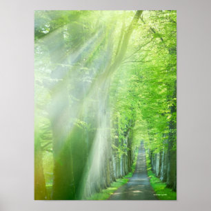 Axlar av solljus poster