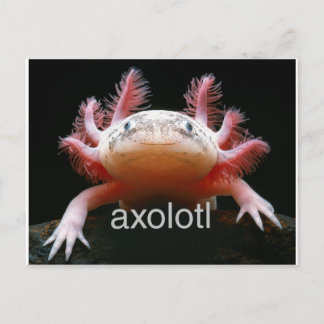 Axolotl Axolotl Axolotl Axolotl Vykort