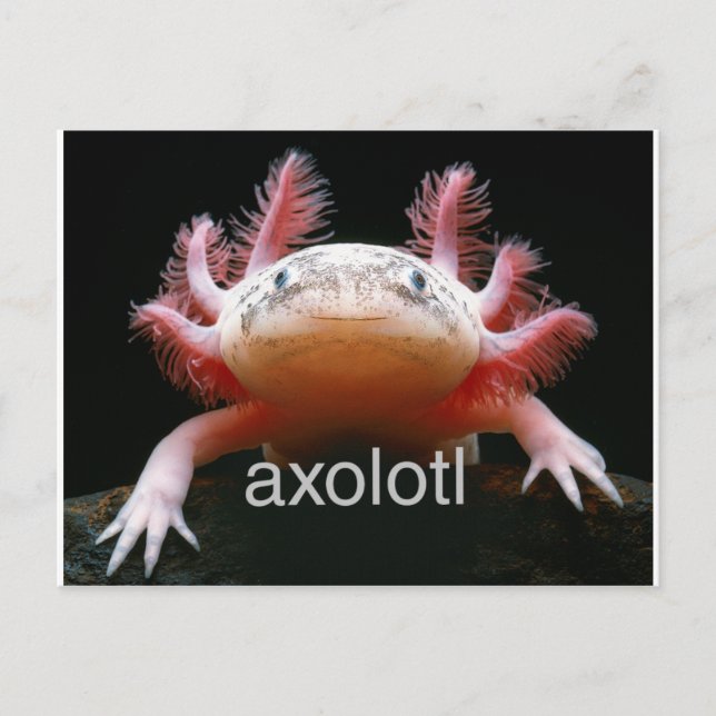 Axolotl Axolotl Axolotl Axolotl Vykort (Framsida)