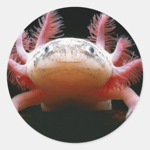 Axolotl Axolotl.png Runt Klistermärke