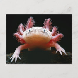 Axolotl Axolotl.png Vykort