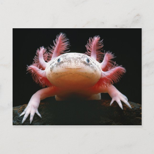 Axolotl Axolotl.png Vykort (Framsida)