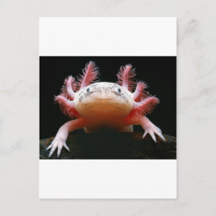 Axolotl Axolotl.png Vykort