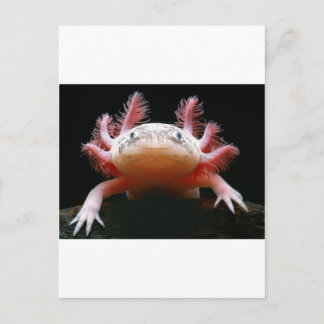 Axolotl Axolotl.png Vykort