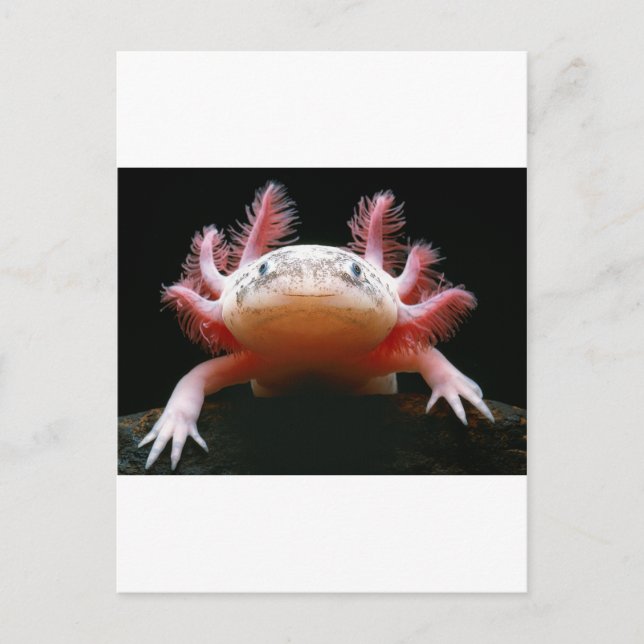 Axolotl Axolotl.png Vykort (Framsida)