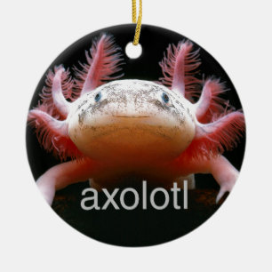 Axolotl för AxolotlAxolotlAxolotl Julgransprydnad Keramik