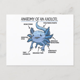 Axolotl Förklaring Anatomi Hos En Axolotl Vykort