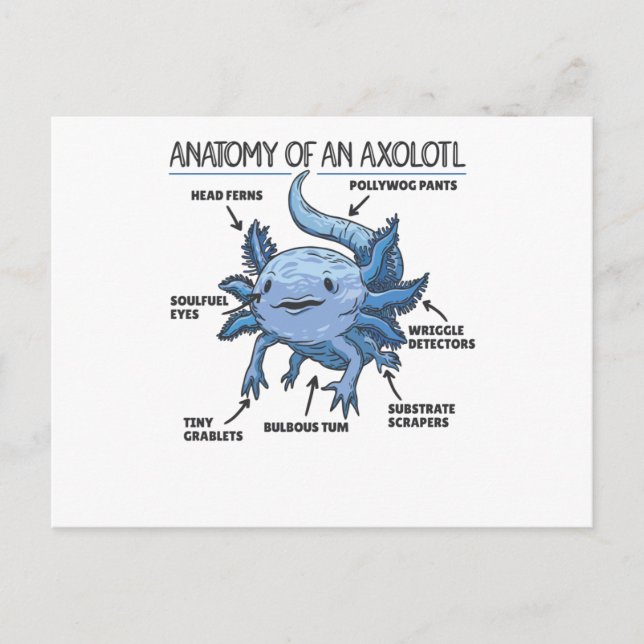 Axolotl Förklaring Anatomi Hos En Axolotl Vykort (Framsida)