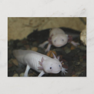 Axolotl nr 2 vykort