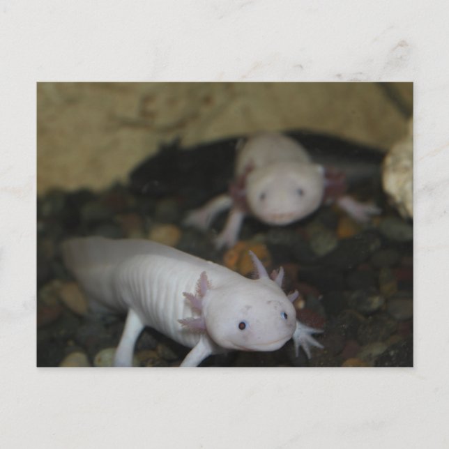 Axolotl nr 2 vykort (Framsida)
