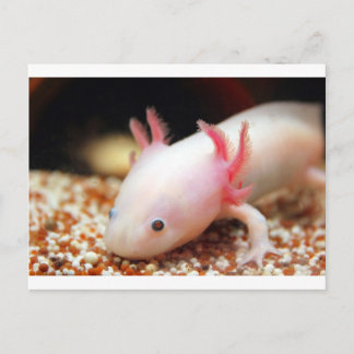 Axolotl Vitling Vykort