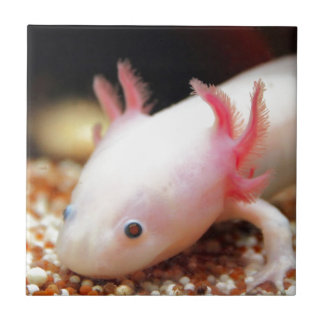 Axolotl Weißling Kakelplatta