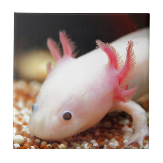 Axolotl Weißling Kakelplatta (Framsidan)